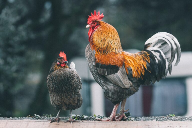 egor-myznik-WDKEg5sDz0Y-unsplash